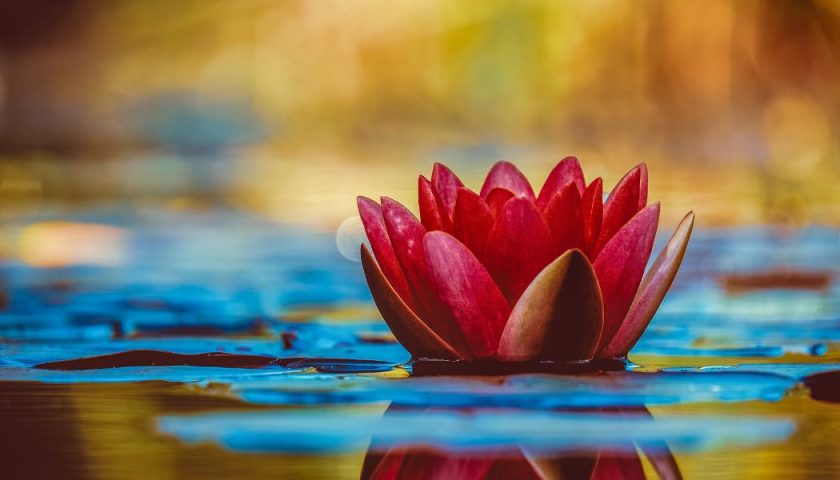 fleur de lotus
