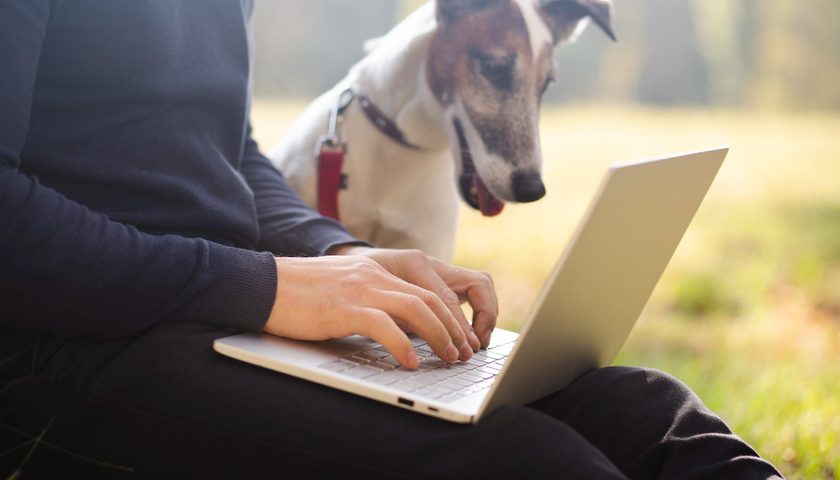Éducation canine en ligne