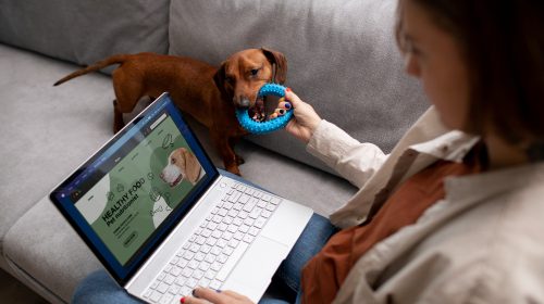 Éducation canine en ligne